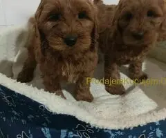 Cocapoo štenci