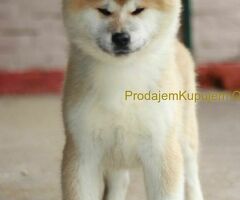 Japanska akita stenci