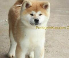 Japanska akita stenci