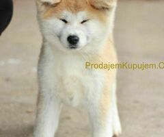 Japanska akita stenci