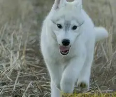 Predivni štenci haskija – vaši verni saputnici!