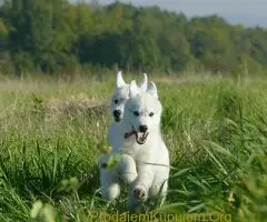 Predivni štenci haskija – vaši verni saputnici!