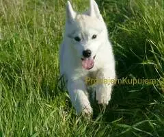 Predivni štenci haskija – vaši verni saputnici!