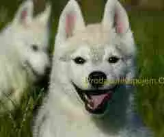 Predivni štenci haskija – vaši verni saputnici!