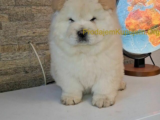 chow chow
