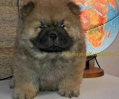chow chow