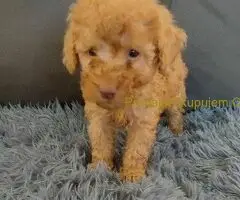 Toy Pudle – Ljubav na Prvi Pogled!