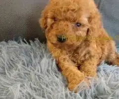 Toy Pudle – Ljubav na Prvi Pogled!