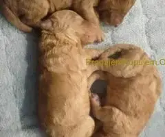 Toy Pudle – Ljubav na Prvi Pogled!