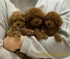 Toy Pudle – Ljubav na Prvi Pogled!