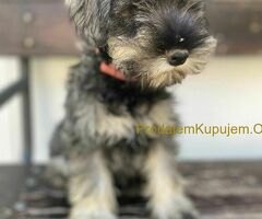 Patuljasti Šnaucer Minitaure Schnauzer