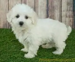 Maltipoo i Toy pudle - 2