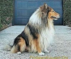 Beli Svajcarski ovcar i Skotski ovcar Lesi - 1