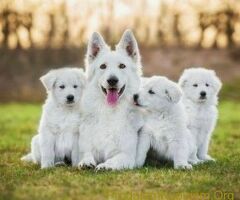 Beli Svajcarski ovcar i Skotski ovcar Lesi - 2