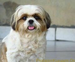 Ši Cu i Jorksir Terijer - 2