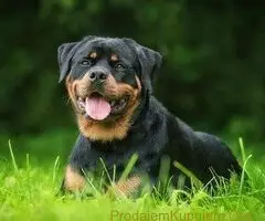 Rotvajler i Cane Corso - 2