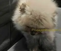 Predivni štenci Pomeranaca – Vaš novi član porodice