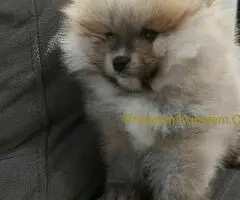 Predivni štenci Pomeranaca – Vaš novi član porodice