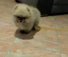 Predivni štenci Pomeranaca – Vaš novi član porodice