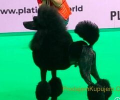 Pudle standard stenci