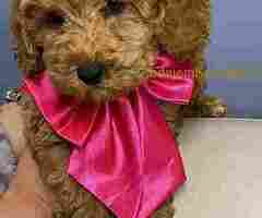 Aprikot patuljaste pudle