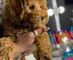 Aprikot patuljaste pudle