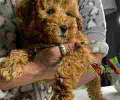 Aprikot patuljaste pudle