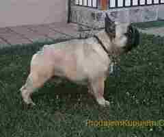 Francuski buldog