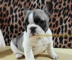 Francuski buldog