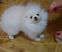 Prelepi pomeranci BOO-a