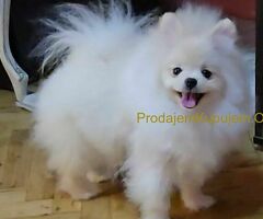 Prelepi pomeranci BOO-a