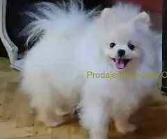 Prelepi pomeranci BOO-a