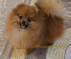 Prelepi pomeranci BOO-a