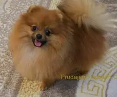 Prelepi pomeranci BOO-a
