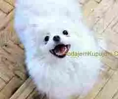 Premium pomeranci BOO-a SALE AKCIJA