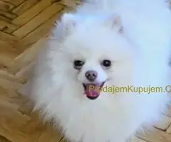 Premium pomeranci BOO-a SALE AKCIJA