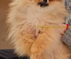 Premium pomeranci BOO-a SALE AKCIJA