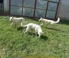 Beli švajcarski ovčar štenci