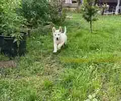 Beli švajcarski ovčar štenci