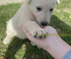 Beli švajcarski ovčar štenci