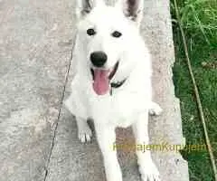 Beli švajcarski ovčar štenci - 6