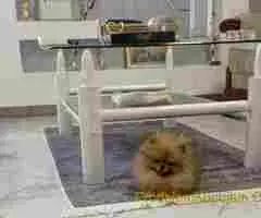 Zenka cistokrvnog pomeranca