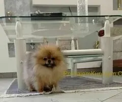 Zenka cistokrvnog pomeranca