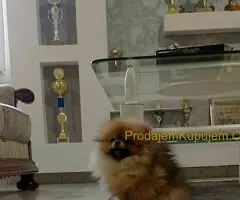 Zenka cistokrvnog pomeranca