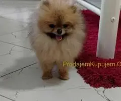 Zenka cistokrvnog pomeranca