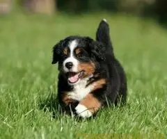 Bernandinci i Bernski planinski pas