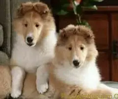 Border Koli i Skotski ovčar - 2