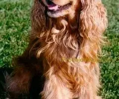 Americki i engleski koker spanijel