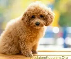 Pudle toy patuljaste srednje velike