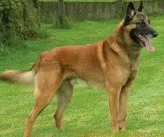 Nemacki ovcar i Belgijski ovcar Malinoa